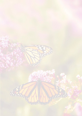 Butterfly Garden