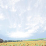 decadry-a4-paper-sunflower field-dsc695