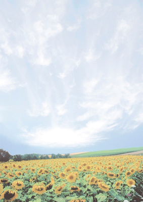 Sunflower field